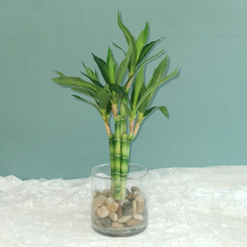 Succulent Set - Nuova Pianta Artificiale di Bambù Portafortuna