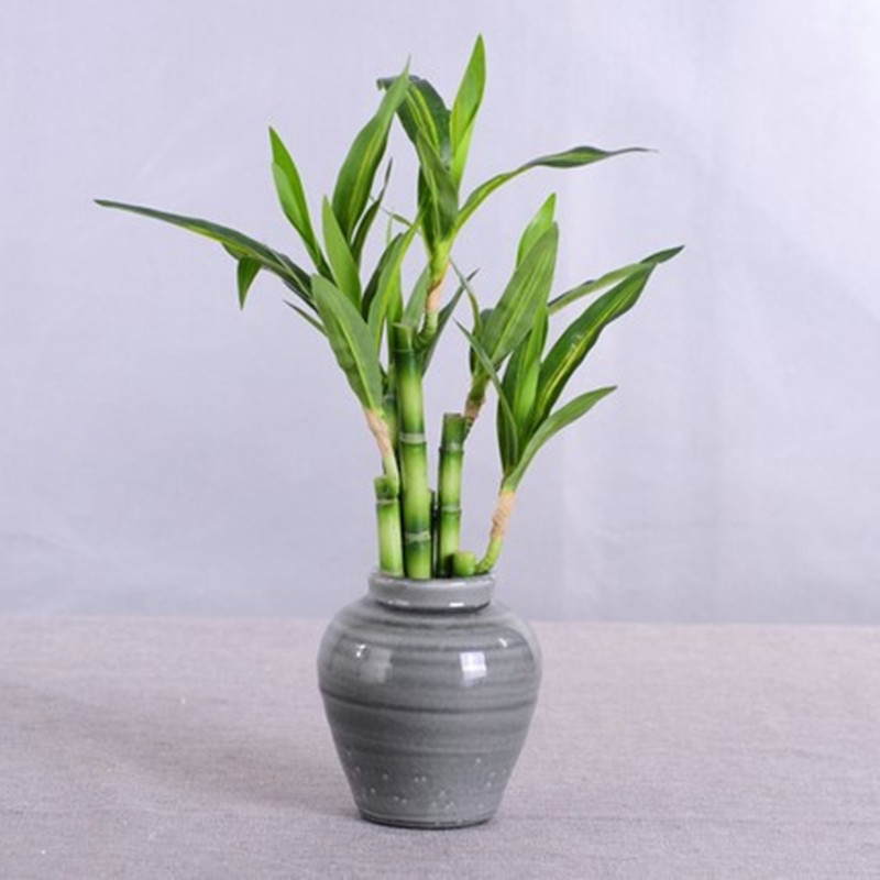 Nuova Pianta Artificiale di Ba - Succulent Set recensione e prezzo